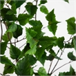 Nearly Natural 6ft Artificial Birch Tree with Real Touch Leaves in Green