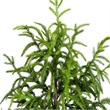 Nearly Natural 4ft Artificial Norfolk Pine Tree in Green