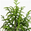 Nearly Natural 4ft Artificial Norfolk Pine Tree in Green