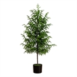 Nearly Natural 4ft Artificial Norfolk Pine Tree in Green