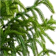 Nearly Natural 5ft Artificial Norfolk Pine Tree in Green