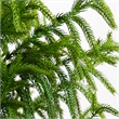 Nearly Natural 5ft Artificial Norfolk Pine Tree in Green