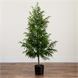 Nearly Natural 5ft Artificial Norfolk Pine Tree in Green