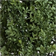Nearly Natural 7ft UV Resistant Artificial Boxwood Topiary Tree (Indoor/Outdoor)