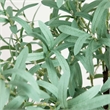 Nearly Natural 6ft Lighted Artificial Olive Tree with 420 Warm White LED Lights