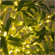 Nearly Natural 6ft Lighted Artificial Olive Tree with 420 Warm White LED Lights