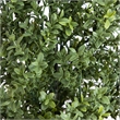 Nearly Natural 6ft UV Resistant Artificial Boxwood Topiary Tree (Indoor/Outdoor)