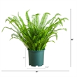 Nearly Natural 3ft UV Resistant Boston Fern Plant with Real Touch Leaves