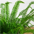 Nearly Natural 3ft UV Resistant Boston Fern Plant with Real Touch Leaves