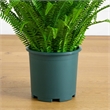 Nearly Natural 3ft UV Resistant Boston Fern Plant with Real Touch Leaves