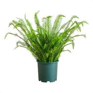 Nearly Natural 3ft UV Resistant Boston Fern Plant with Real Touch Leaves