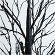 Nearly Natural 7ft Pre-Lit Halloween Black Twig Tree w/ 390 LED