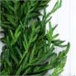 Nearly Natural 8ft Artificial Real Touch Norfolk Island Pine Garland