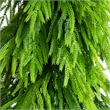 Nearly Natural 5ft Artificial Real Touch Down Swept Norfolk Pine Tree