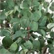 Nearly Natural 13ft Artificial Eucalyptus Tree in Green