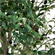 Nearly Natural 13ft Artificial Olive Tree in Green