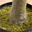 Nearly Natural 13ft Artificial Olive Tree in Green