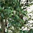 Nearly Natural 13ft Artificial Olive Tree in Green