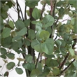 Nearly Natural 12ft Artificial Eucalyptus Tree in Green
