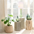 J&D Designs Co Agave Cylinder Traditional Paulownia Wood Side Table in Natural