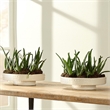 J&D Designs Co Geometric Patterns Coastal Ceramic Coco Pedestal Bowl in White