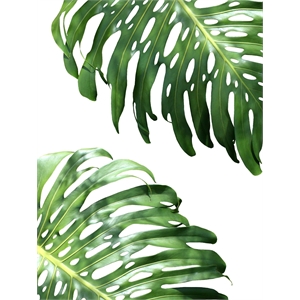 Giant Art 72x54 Double Philodendron (color) Fine Art Giant Canvas Print in White
