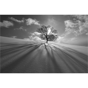 Giant Art 84x54 Tree Shadow Fine Art Giant Canvas Print in White