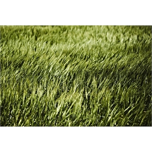 Giant Art 72x48 Grass II Fine Art Giant Canvas Print in Green