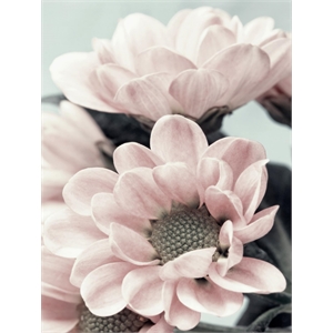 Giant Art 72x54 Opulent 3 Fine Art Giant Canvas Print in Pink
