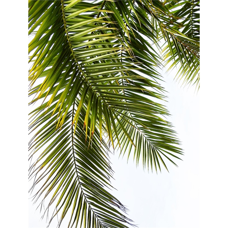 Giant Art 72x54 Palm Leaves Fine Art Giant Canvas Print in Multi-Color