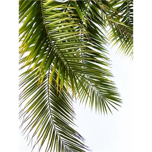 Giant Art 72x54 Palm Leaves Fine Art Giant Canvas Print in Multi-Color