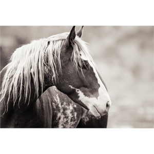Giant Art 72x48 Wild Paint Fine Art Giant Canvas Print in White
