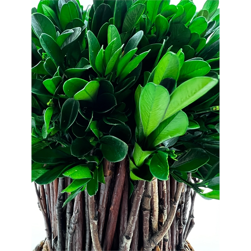 Bergamo Art Preserved 10 Inch Decorative Boxwood Standing Topiary Plant Green
