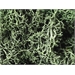 Grass Green