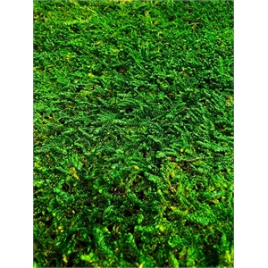 Bergamo Art Green Flat sheet Moss 2 sq feet