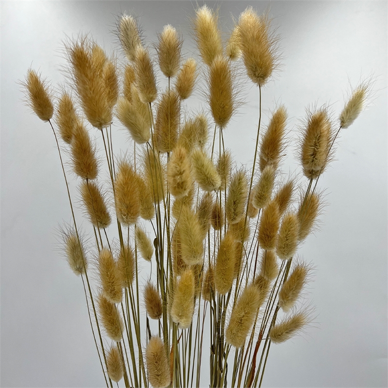 Bergamo Art Bundle of 4 Bunch Dried Bunny Tails Grass-20-24