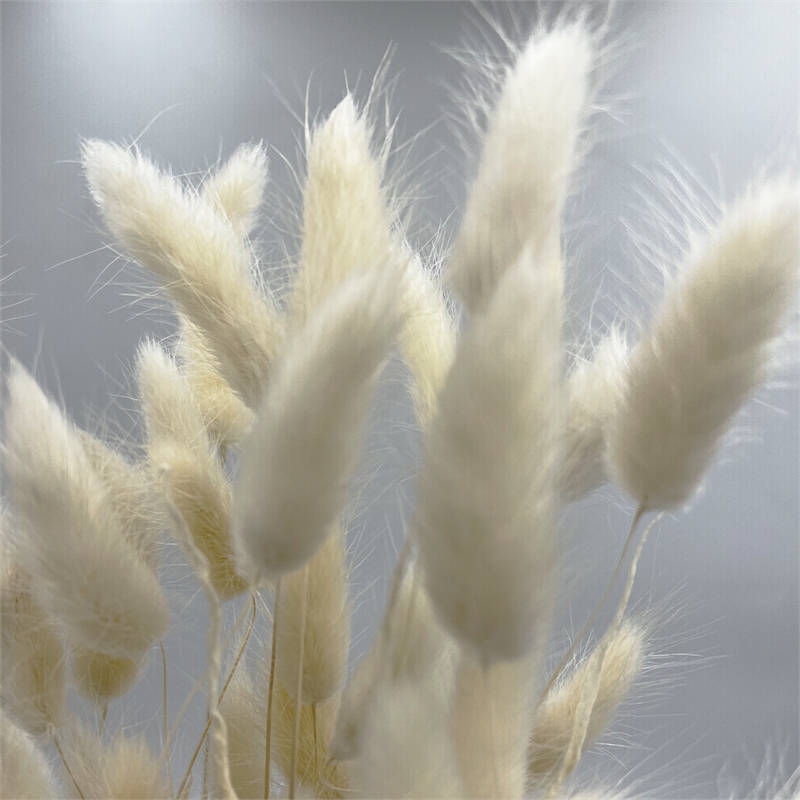 Bergamo Art Bundle of 4 Bunch Dried Bunny Tails Grass-20-24
