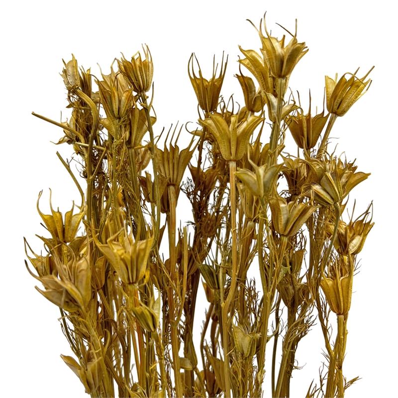 Bergamo Art Bundle of 4 Dried Octagon Flower in Natural