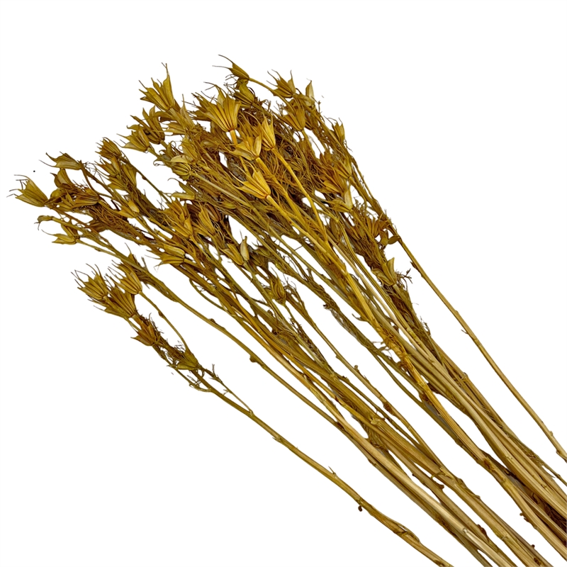 Bergamo Art Bundle of 4 Dried Octagon Flower in Natural