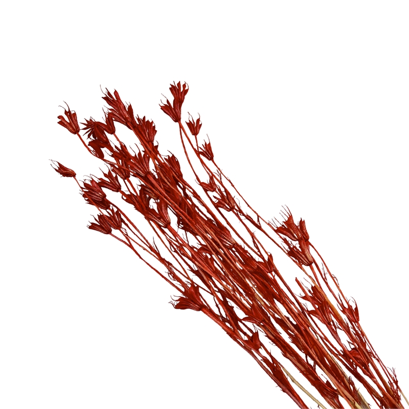 Bergamo Art Bundle of 4 Dried Octagon Flower in Red