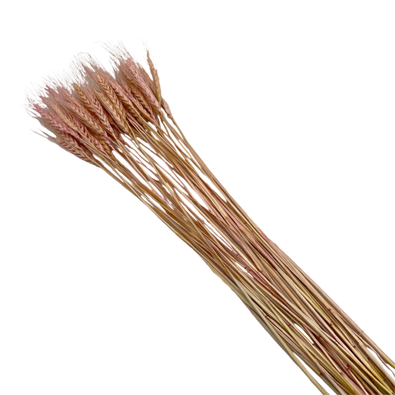 Bergamo Art Bundle of 4 Dried Wheat 24