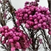 Taro Purple