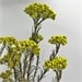 Yellow Green