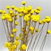 Yellow Green