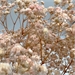 Pink White