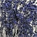 Blue Purple
