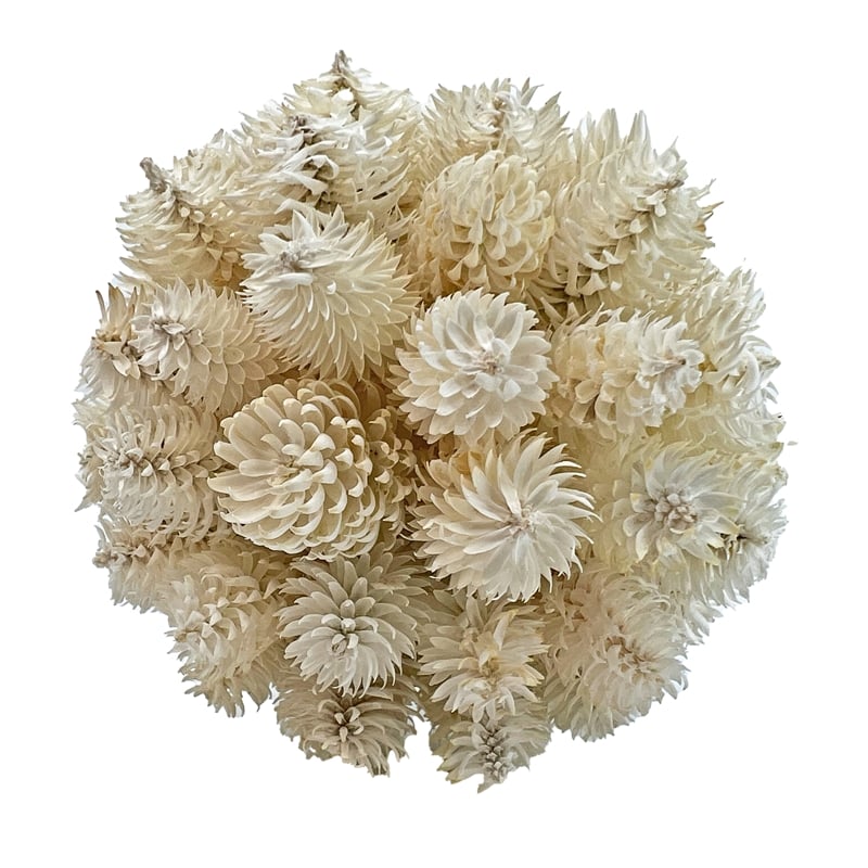 Handmade Preserved Topiary Balls Set of 6 Decorative Floral Orbs