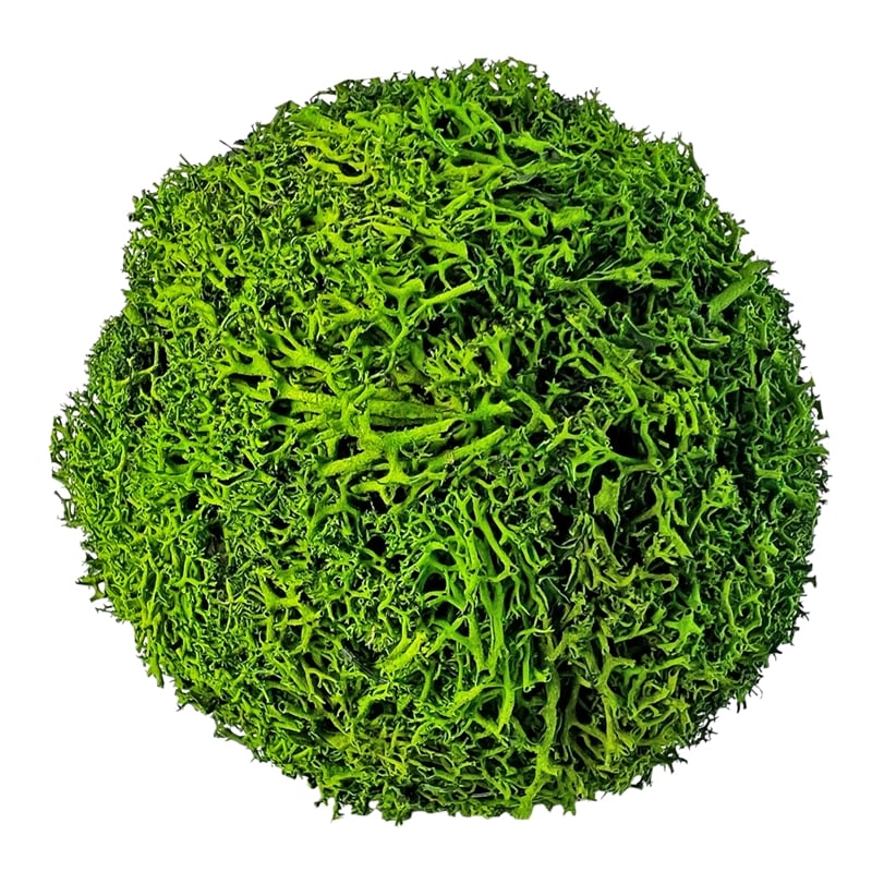 Handmade Preserved Topiary Green Balls Decorative Bowl Filler Orbs Set Of 6