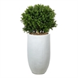 Boxwood Ball in White Ribbed Nell Planter
