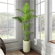 Green Trunk Areca Palm in Rainey Vase